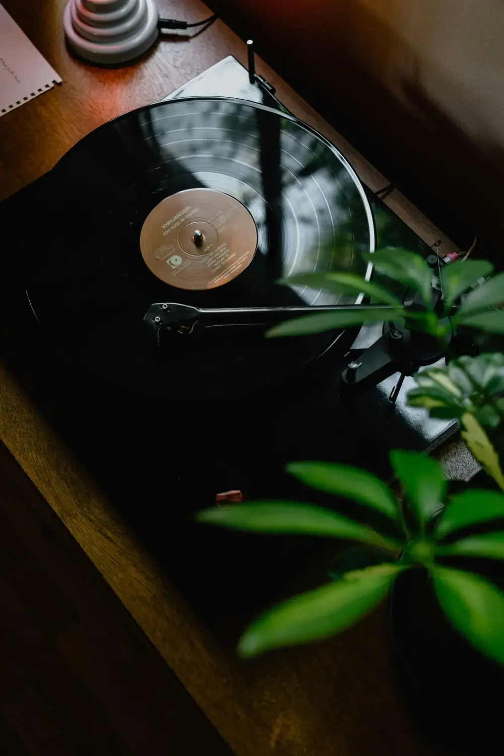 Gramofon z czarną płytą na drewnianym stoliku, obok roślina